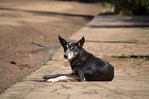 Cidade do Rio poderá ter Programa de Animais Perdidos