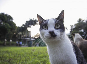 Abril Laranja: Câmara do Rio aprova leis que protegem os animais