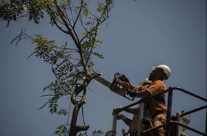 Agora é lei: Moradores do Rio podem contratar serviços privados de poda de árvores