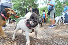 Agora é Lei: praças construídas e reformadas deverão ter áreas de socialização para cães