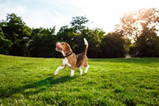 Agora é lei: Cães poderão circular nos parques municipais