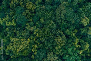 Leis municipais focam na preservação da Mata Atlântica e na proteção dos parques municipais