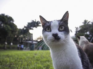 Agora é lei: registro de gatos e cães passará a ser feito por sistema informatizado